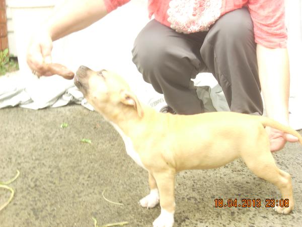 Bruteamstafs Shes Got the Look | American Staffordshire Terrier 