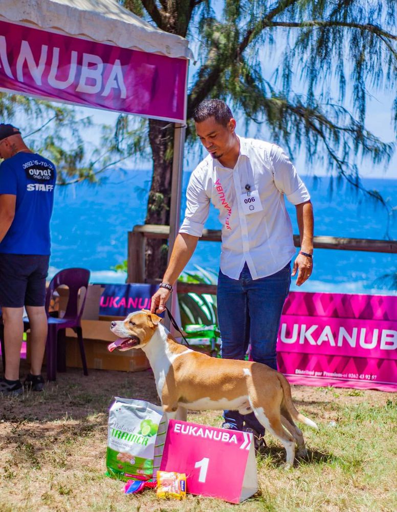On Fire Du Domaine D'Ishtar | American Staffordshire Terrier 