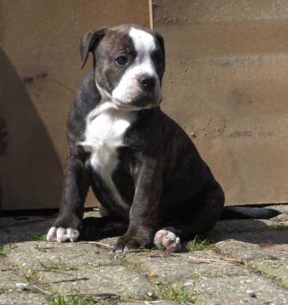 Catobulls Mille | Olde English Bulldogge 