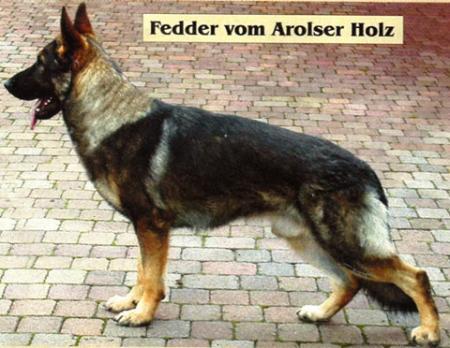 Fedder vom Arolser Holz | German Shepherd Dog 