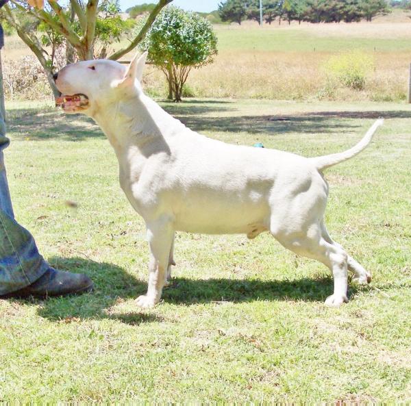 Delphinus Big Daddy Cool | Bull Terrier 