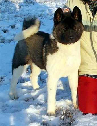 Soldier Park Tricky Target | Akita 