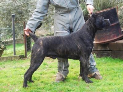 PRESTIGE CORSO OF BAJEROVA | Cane Corso 