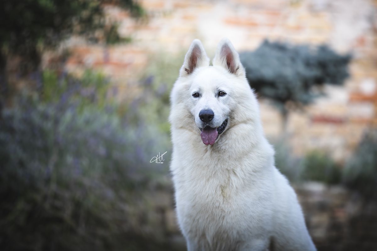 Absolute White Chocolate Enzo | White Swiss Shepherd Dog 