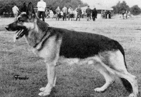 Alf aus der Hans-Böckler-Straße | German Shepherd Dog 