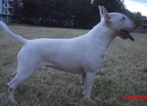 Warior'S xantie lady | Bull Terrier 