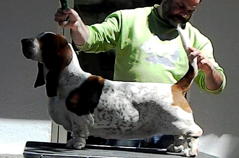 Cavatina Galopujaca Fufla | Basset Hound 