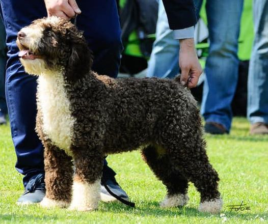 Zorrazo Twinkle Twinkle Little Star | Spanish Water Dog 