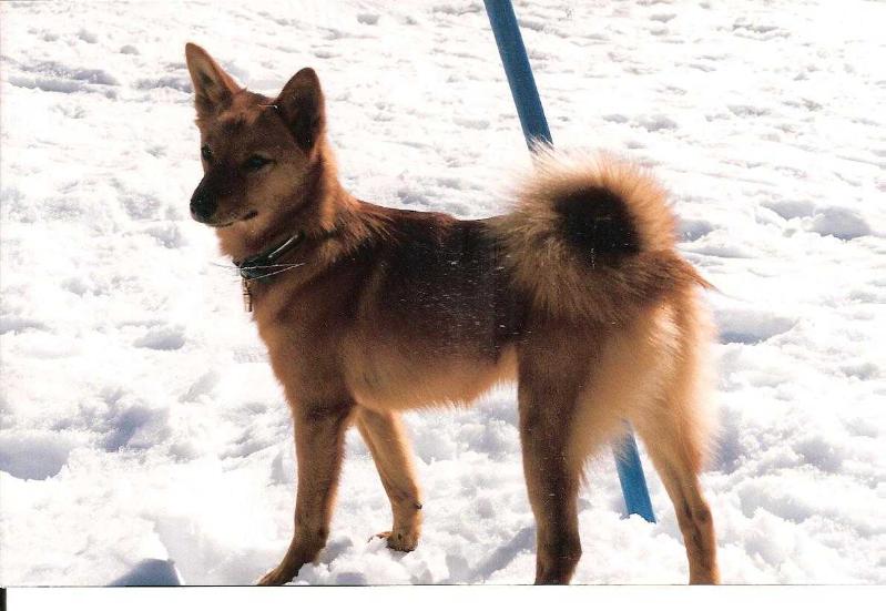 FINN'FLASH QUEEN de la Cascade des Jarreaux | Finnish Spitz 