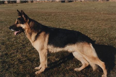 Aco von Burg Esch | German Shepherd Dog 