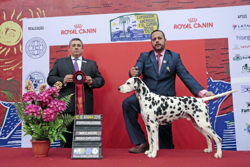 Dalsfort Irish Coffee | Dalmatian 