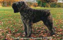 Hion-Roxette v. Hogenbirk | Bouvier des Flandres 