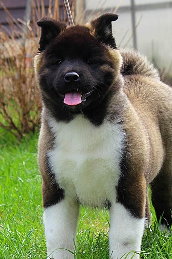 Triumf Sibiri Mila | Akita 