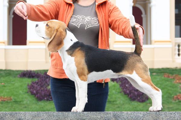 Barstail Easy Breeze | Beagle 