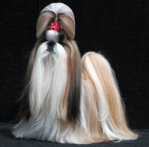 Souyen's Setting The Fashion | Shih Tzu 