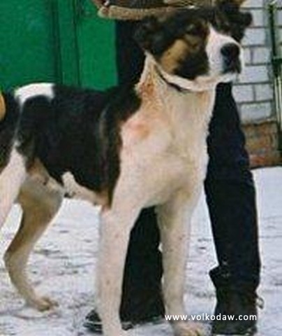 Dashi | Central Asian Shepherd Dog 
