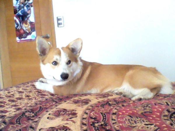 Watson Von Ullrich Zulic | Pembroke Welsh Corgi 