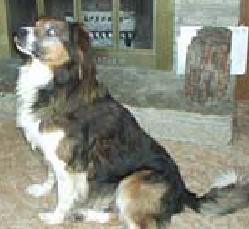 Partlow's Bud II | English Shepherd 