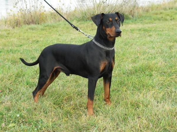 LARS vom Blauen Wunder | German Pinscher 