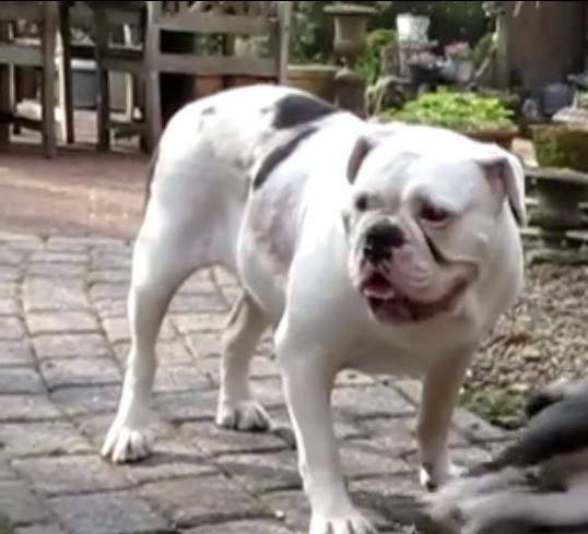 Bullforce Face | Olde English Bulldogge 