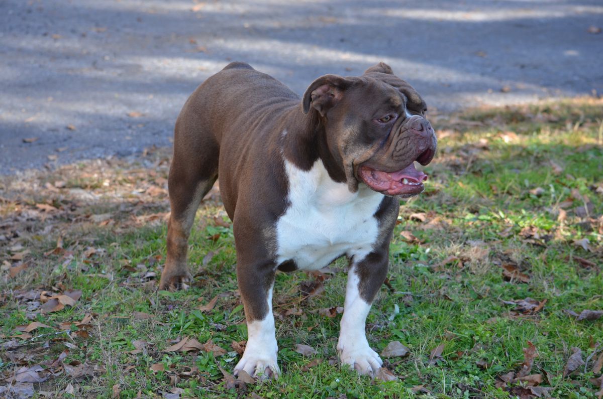 KHAOS' CHOCOLATE BUNNY | Olde English Bulldogge 