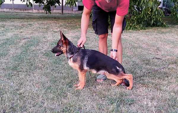Parma Noster Amicus | German Shepherd Dog 