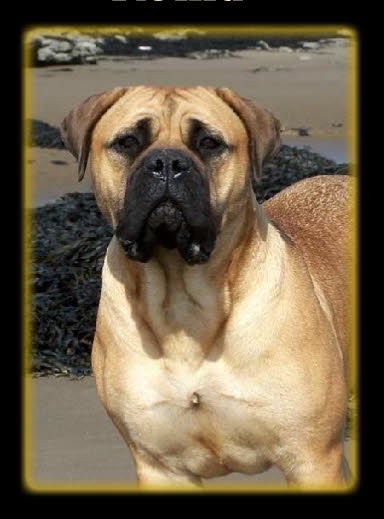 chalfs red hot romance at nashbank | Bullmastiff 