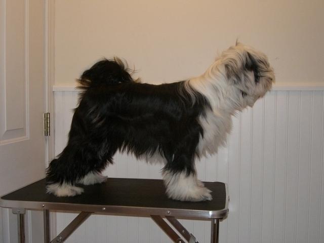 FUZZY FARM SHE ISABELLA T'BALL | Tibetan Terrier 