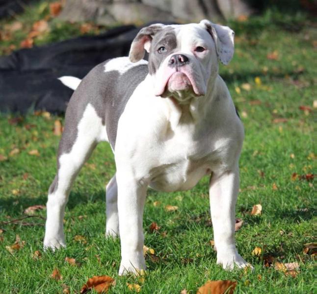 Dreambulls Miss Daisy | Olde English Bulldogge 