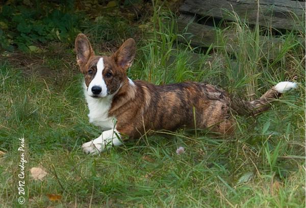 Cardigan Park Bryan | Cardigan Welsh Corgi 