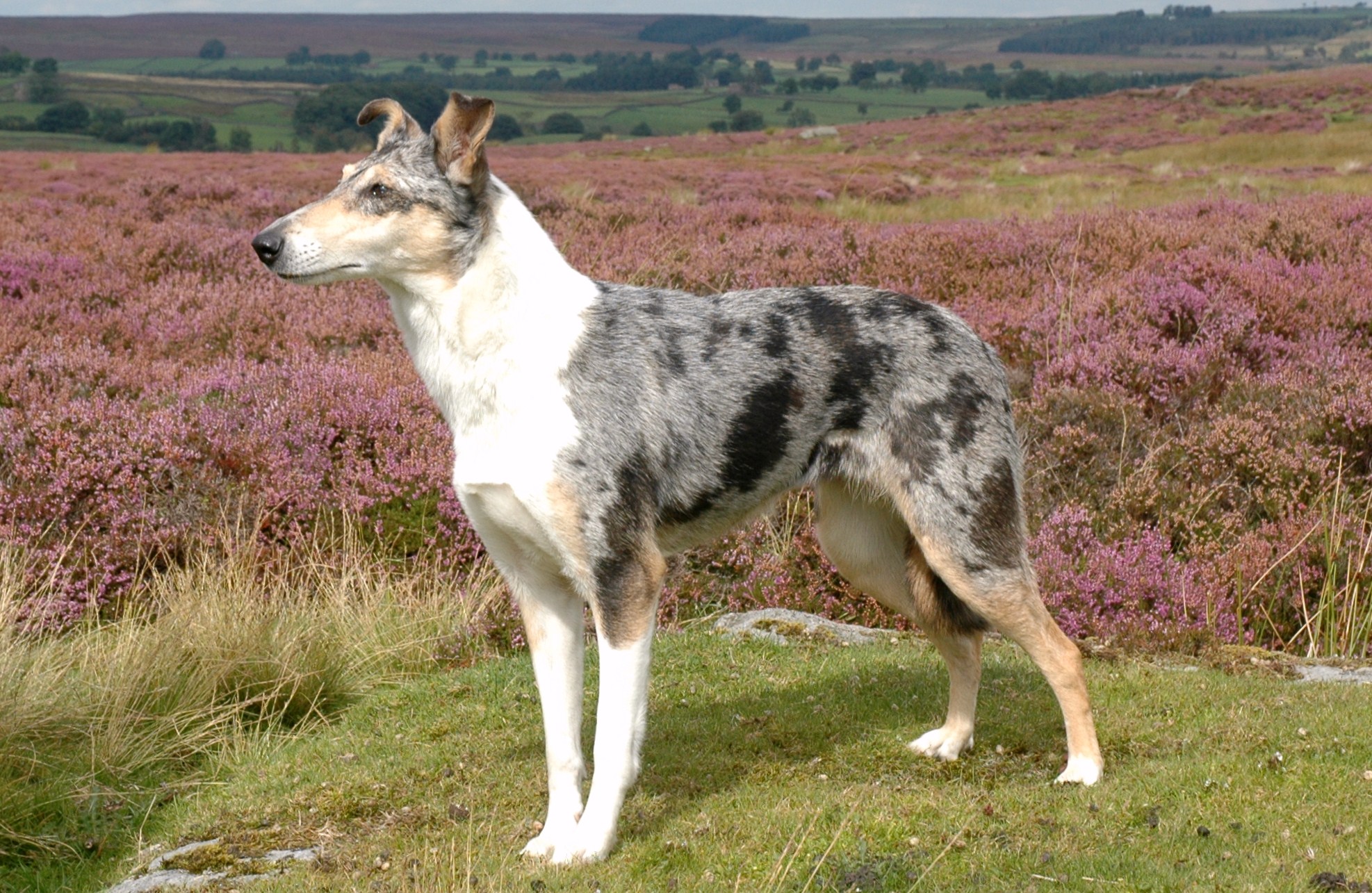 Smooth Collie