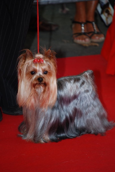 TWIN'STAR DE LA PAM'POMMERAIE | Yorkshire Terrier 