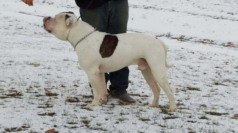 Bull Pull's Boulder | American Bulldog 