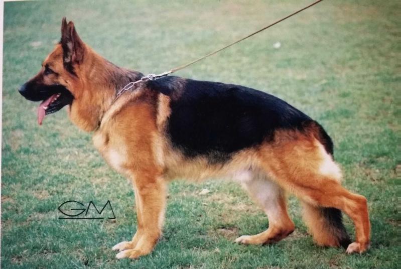 Gabin du Beffroi Artesien | German Shepherd Dog 