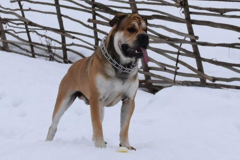 Lancelot | Ca de Bou 