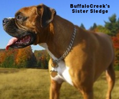 BuffaloCreek's Sister Sledge | Olde English Bulldogge 