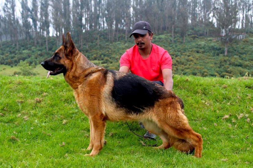Latta Von Edelweiss | German Shepherd Dog 