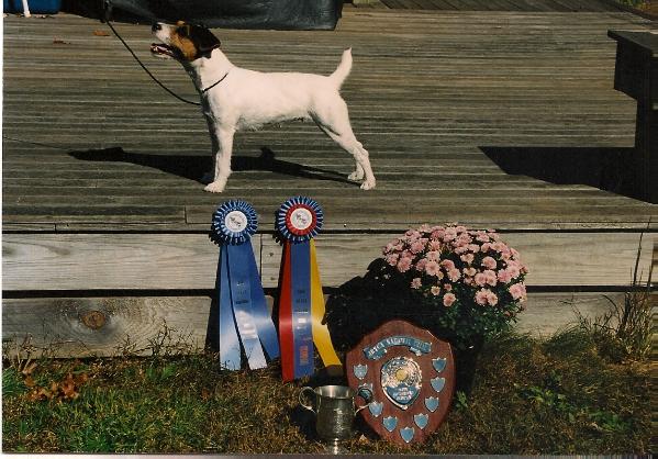 Double D Daphne | Jack Russell Terrier 