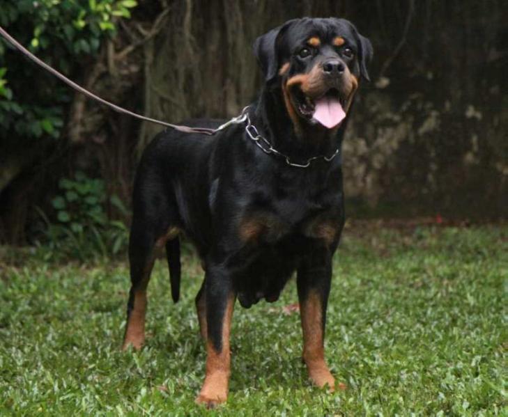 Hanra of Nicola's Lion | Rottweiler 