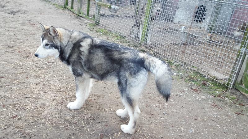 Snowcreek IceBreaker Anakin | Alaskan Malamute 