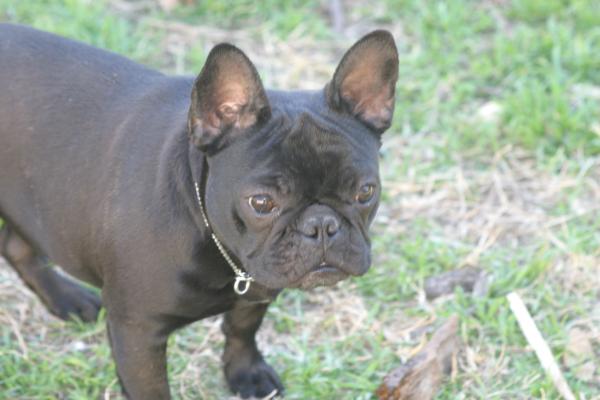 Druid Peak's Evanescence | French Bulldog 