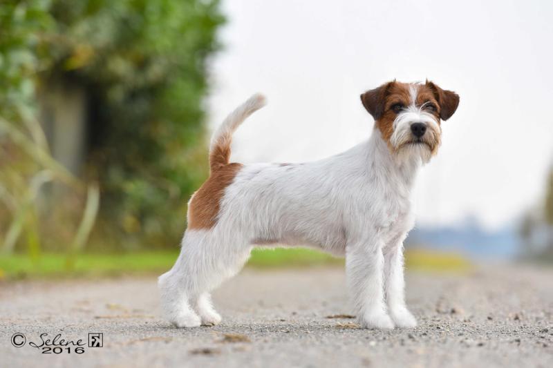 Granlasco Simply a Beauty | Jack Russell Terrier 