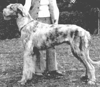 Erindale Trident of Corniman | Irish Wolfhound 