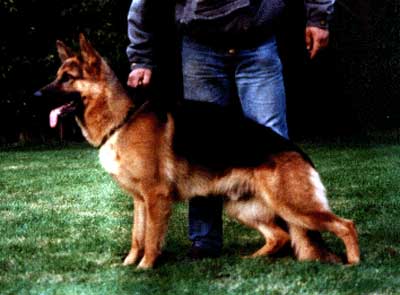 Rick von der Roten Matter | German Shepherd Dog 