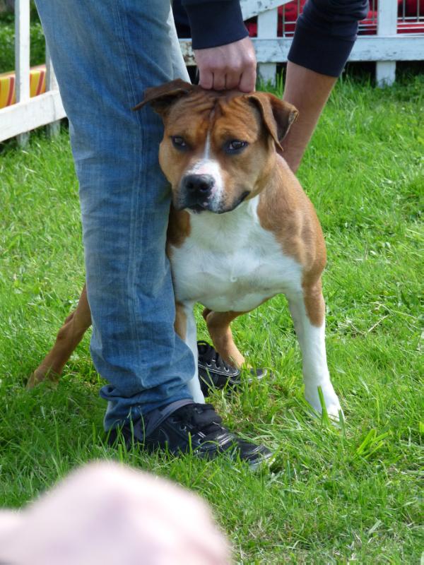 Devilish Hot Of Big Idle | American Staffordshire Terrier 