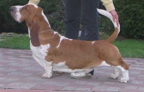 Rezihegyi Vig Domper Konstantin | Basset Hound 