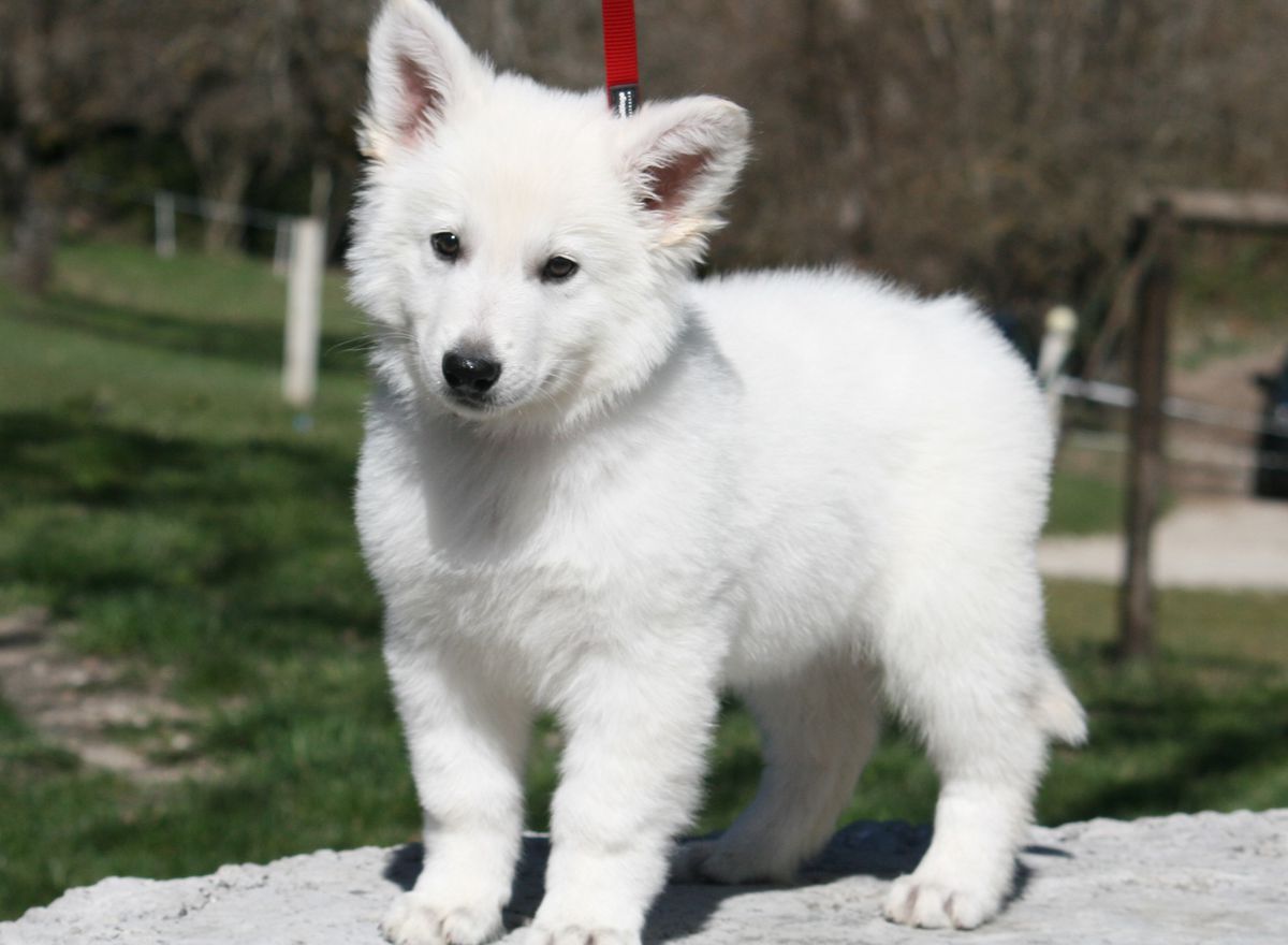 Rythmi Mon Coeur des Ecrins de Sirius | White Swiss Shepherd Dog 