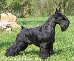 Busterkeaton Di Monte Gentile | Miniature Schnauzer 