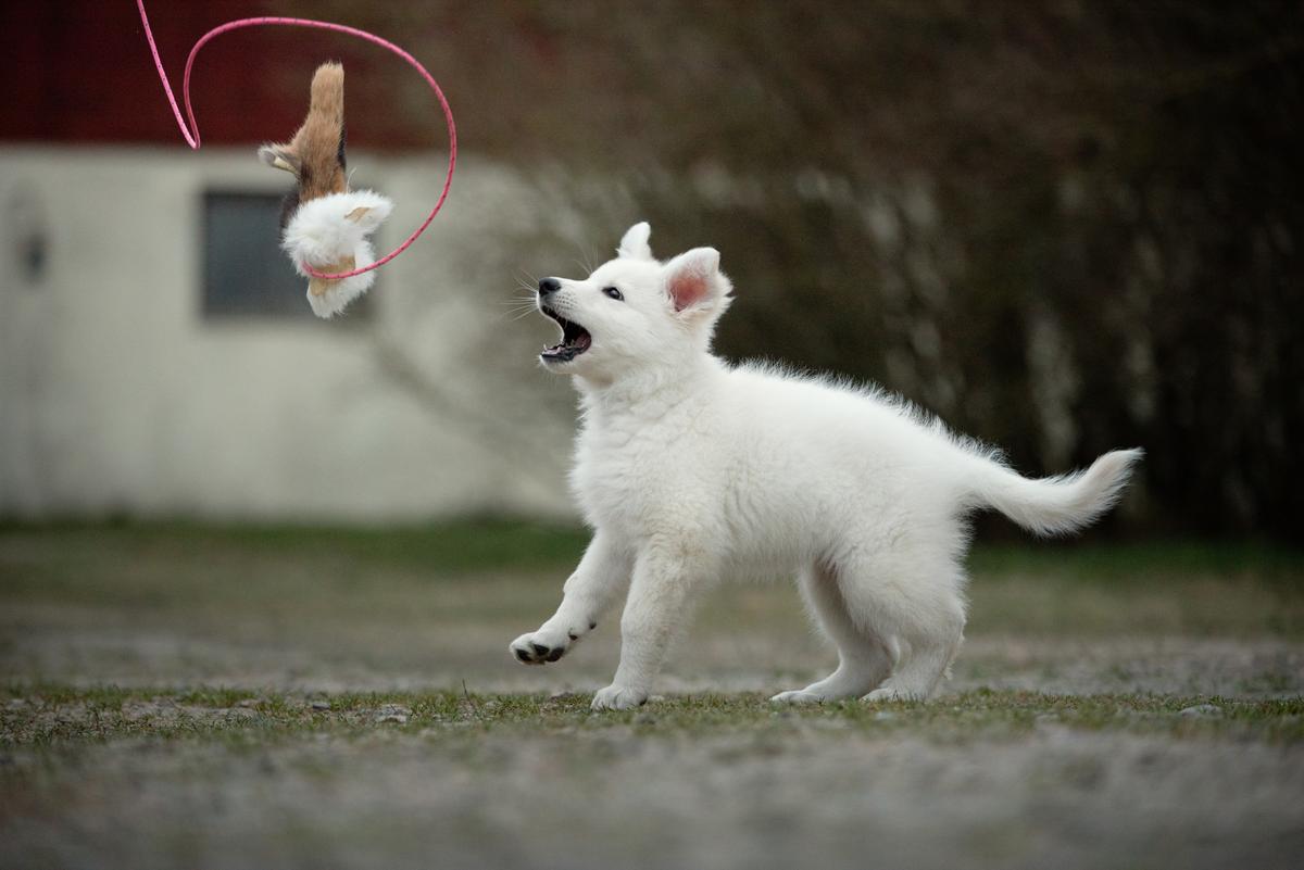 Erövrarens I'm Up to Date | White Swiss Shepherd Dog 