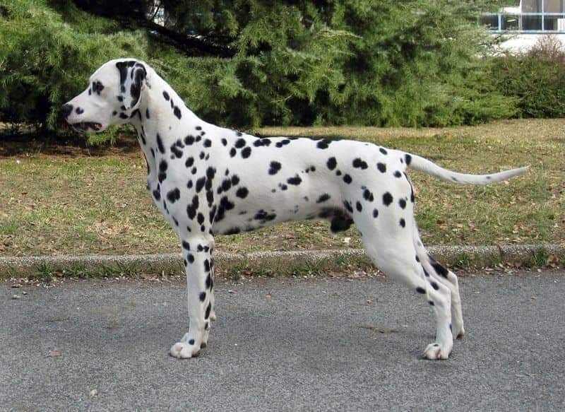 Lacrima Christi Cory Casanova | Dalmatian 